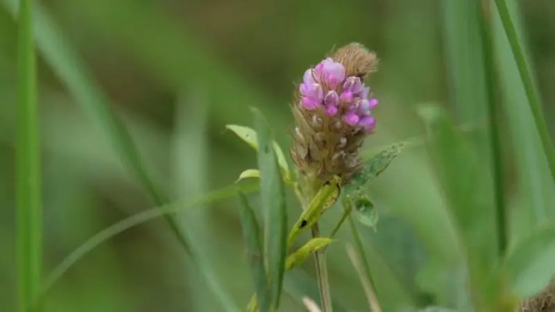 Small round pink Uraria flower head on a slender stem with green grass background