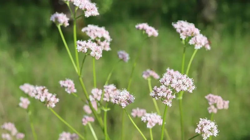 Cluster of pale pink valerian flowers on tall stems in a grassy meadow