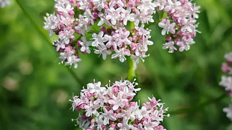 Two tiers of pink and white valerian flower clusters on green stems