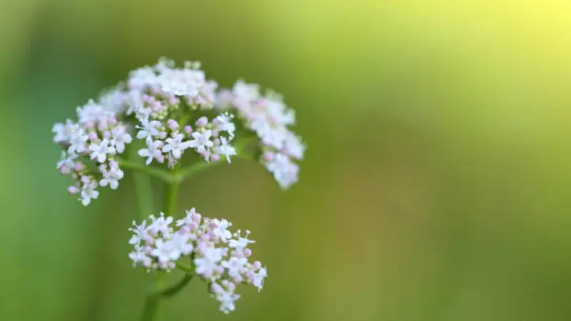 Small white valerian flower cluster glowing in warm golden sunlight