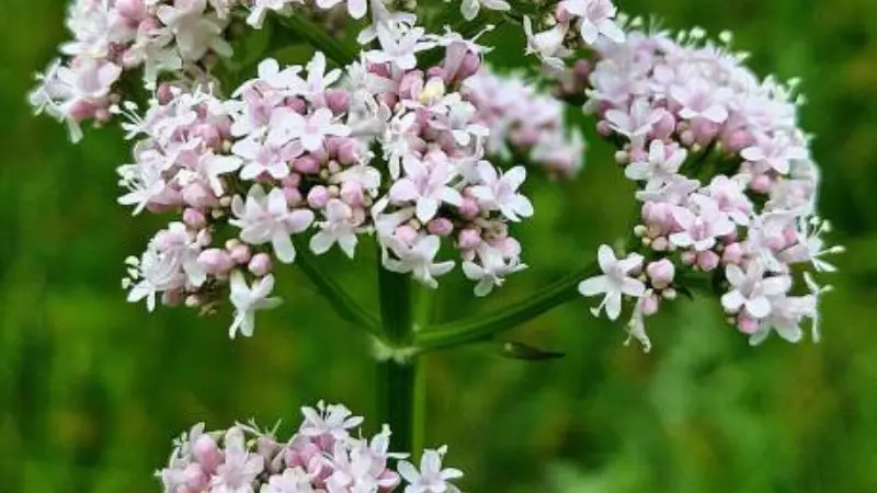 Large white and pink valerian flower head in full bloom against green background