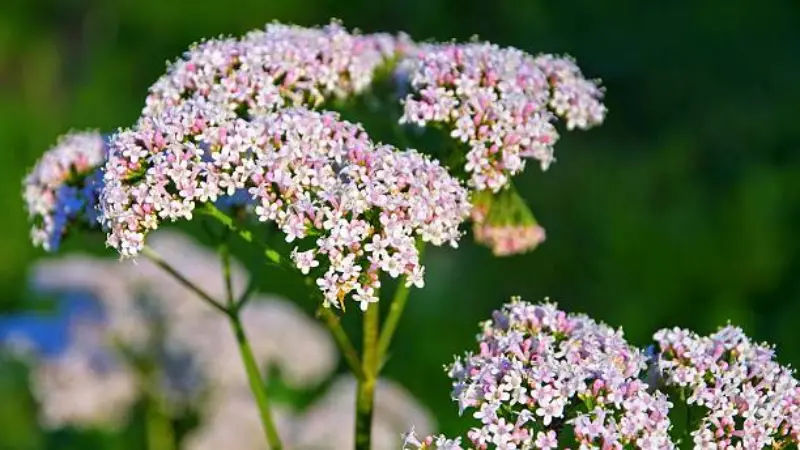 Pink and white valerian flower clusters lit by warm evening sunlight