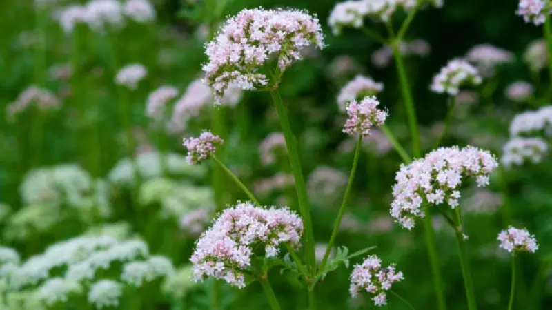 Several valerian flower clusters on tall stems in a green garden setting