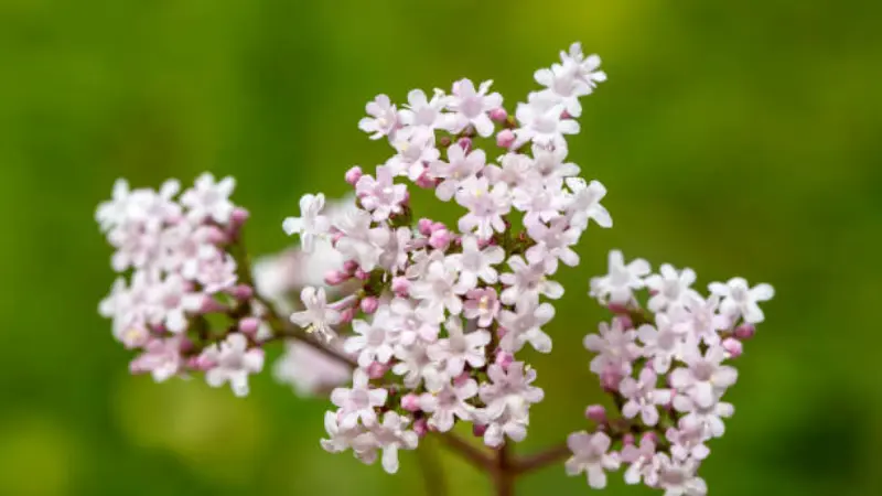 Close-up of small white and pink star-shaped valerian flowers in a tight cluster