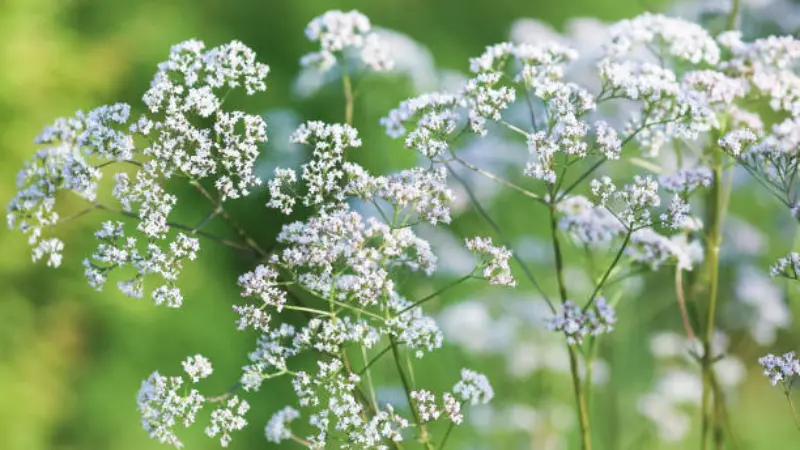 Delicate white valerian flower sprays with fine stems against a blurred green background