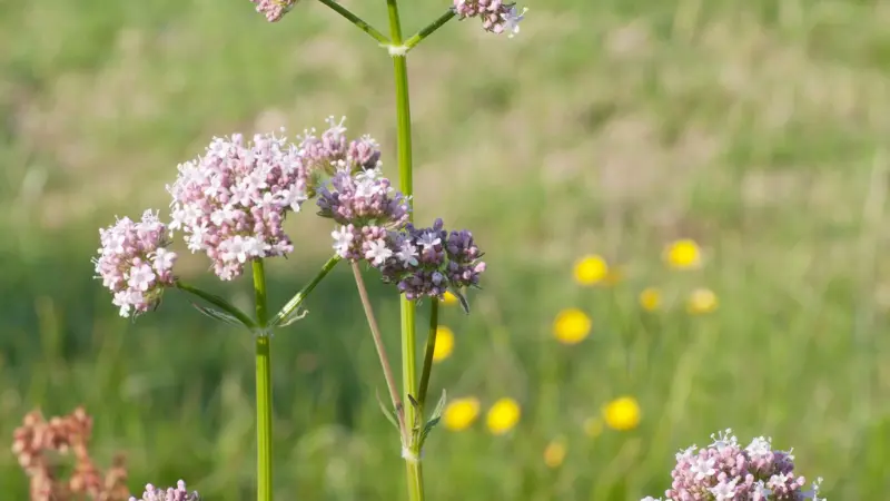 Pink and white valerian flowers with yellow wildflowers blurred in the background