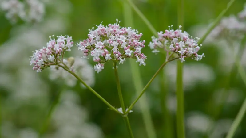 Three pink and white valerian flower clusters growing closely together on green stems