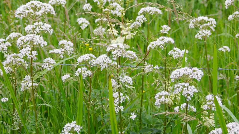 Wide field of white valerian flowers growing among tall grass