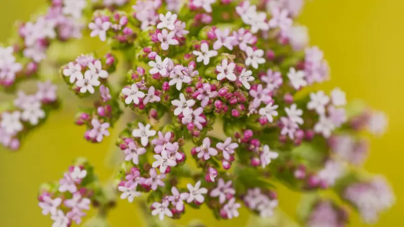 Close-up of small white and pink valerian flowers and buds against a bright yellow backdrop