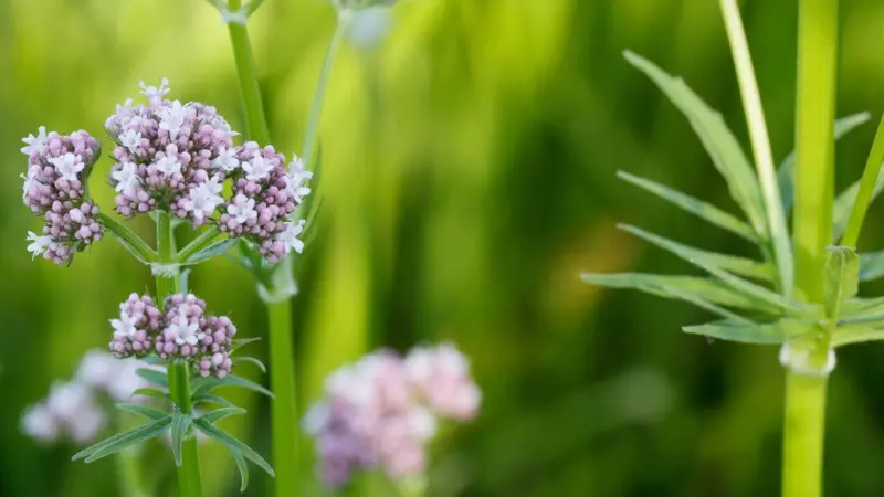 Clustered pink valerian flower buds on a stem with blurred green background