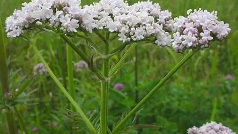 Wide, flat-topped white valerian flower cluster growing in a green meadow