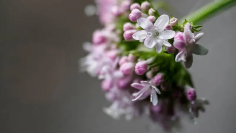 Pink and white valerian flower sprig held against a softly blurred grey background