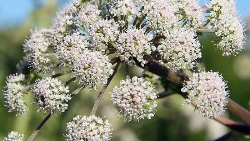 Cluster of white and pink valerian flower umbels photographed against a blue sky