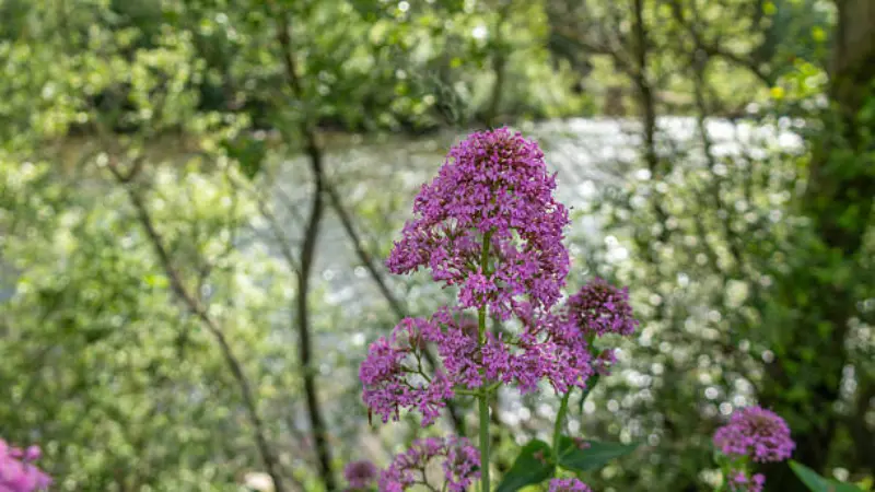 Pink-purple red valerian flower cluster growing beside a river with trees in the background
