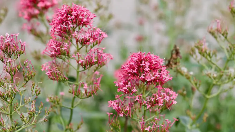 Pink red valerian flower clusters blooming among tall garden grasses