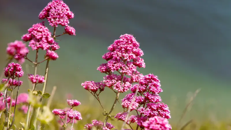 Pink red valerian flowers backlit by sunlight with blurred water in the background