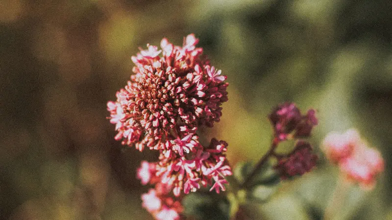 Red and white speckled valerian flower cluster with a vintage, warm-toned background