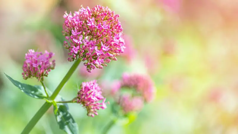 Pink red valerian flower clusters glowing softly in warm pastel sunlight