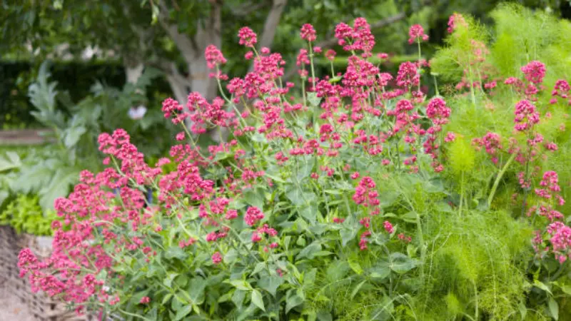 Dense red valerian flower plants growing in a garden border with feathery green foliage