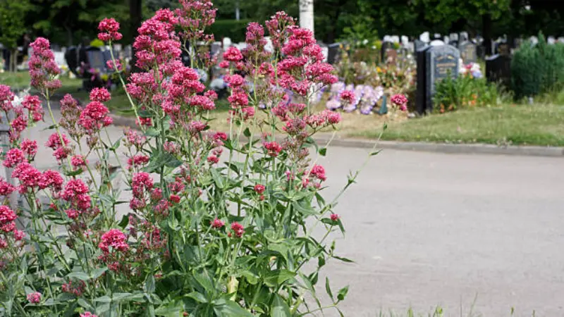 Deep pink red valerian flowers growing beside a paved path near gravestones