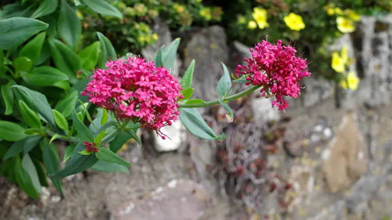 Two magenta red valerian flower clusters growing against a weathered stone wall