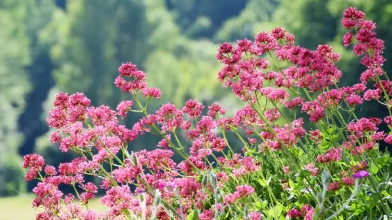 Cluster of pink red valerian flowers growing wild in a sunny green field