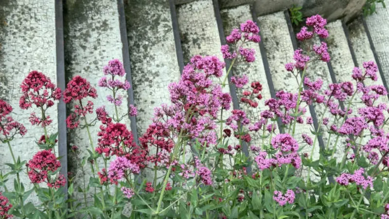 Red and pink valerian flowers growing between weathered stone steps