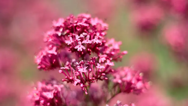 Macro shot of a pink red valerian flower cluster with soft blurred background
