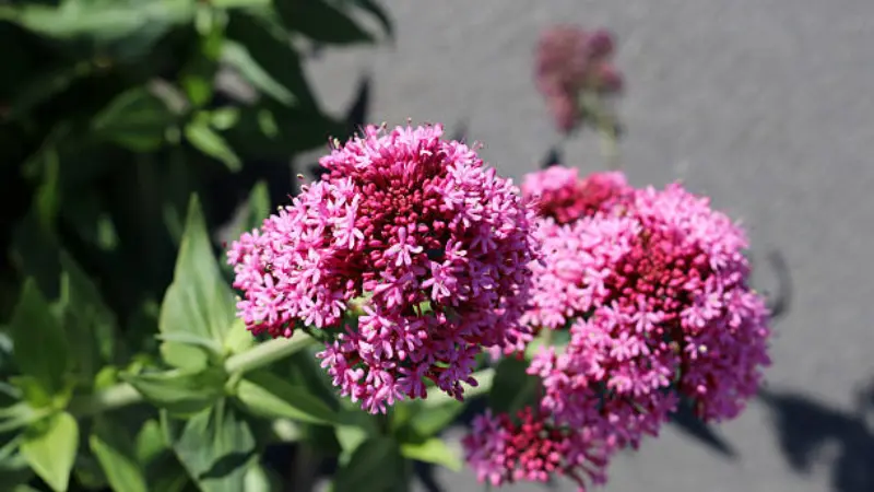 Bright pink red valerian flower clusters with green leaves against a grey background