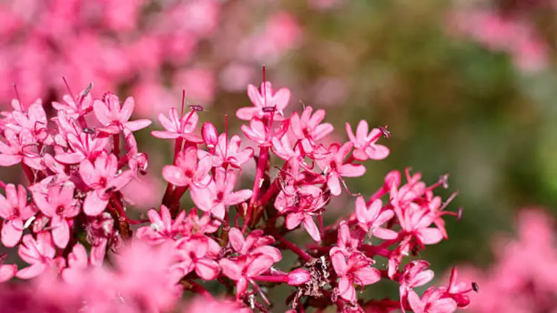 Cluster of bright pink red valerian star-shaped flowers in close-up
