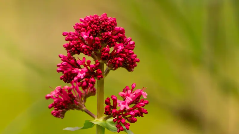 Deep magenta red valerian flower cluster on a green stem with soft yellow background