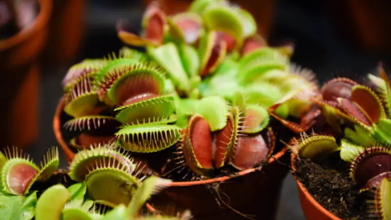 Multiple Venus flytrap flower plants with red-hued open traps growing in orange pots