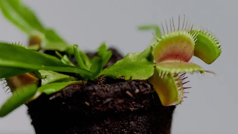 Small Venus flytrap flower plant with pink-tinged traps growing in a compact pot