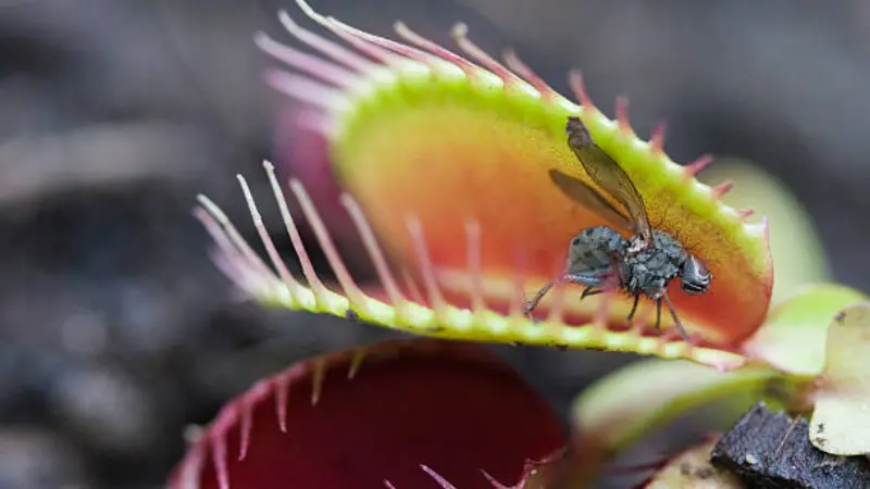 Close-up of a fly caught inside a colorful red and green Venus flytrap flower trap