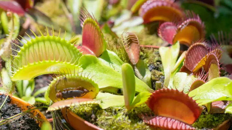 Green and red Venus flytrap flower traps growing among moss in a sunlit bog garden