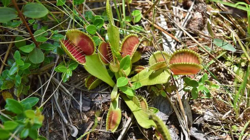 Venus flytrap flower plant with red open traps growing wild among grass and small plants