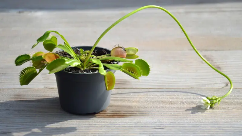 Potted Venus flytrap flower plant with a long curving flower stalk extending outward