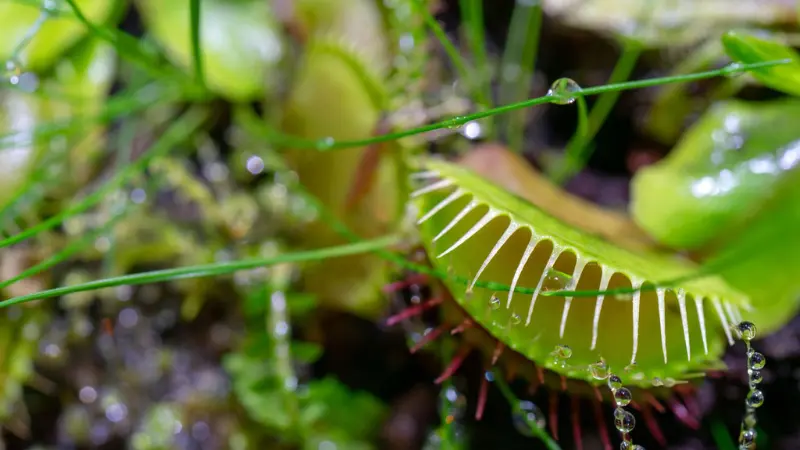 Close-up of a green Venus flytrap flower trap with water droplets and fine trigger hairs
