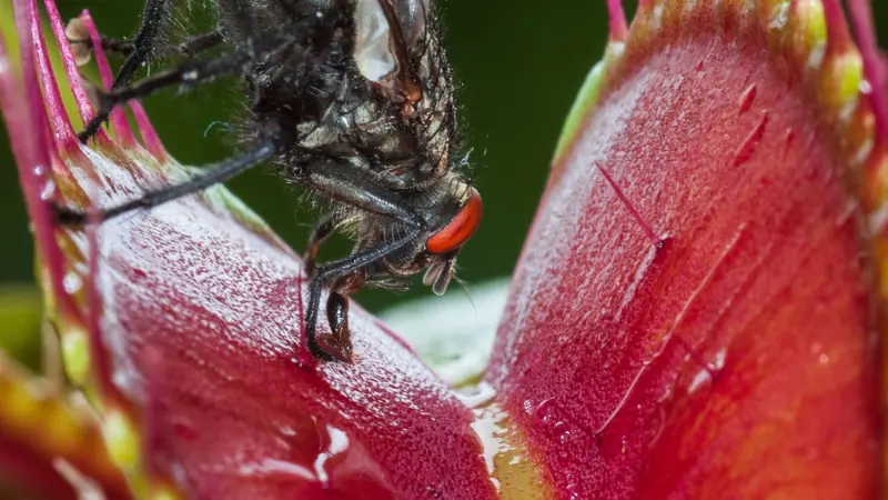 Close-up of a fly perched on the red edge of a Venus flytrap flower trap