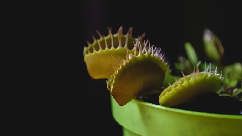 Green Venus flytrap flower traps with spiky edges against a black background
