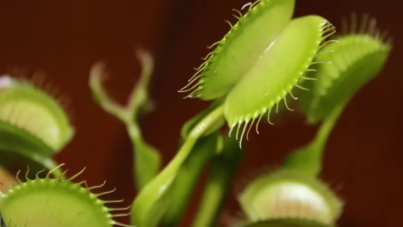 Bright green Venus flytrap flower traps with visible trigger hairs against a blurred red background