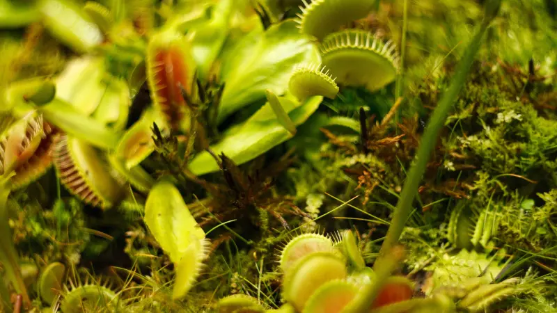 Multiple Venus flytrap flower traps growing closely together in a mossy, green environment