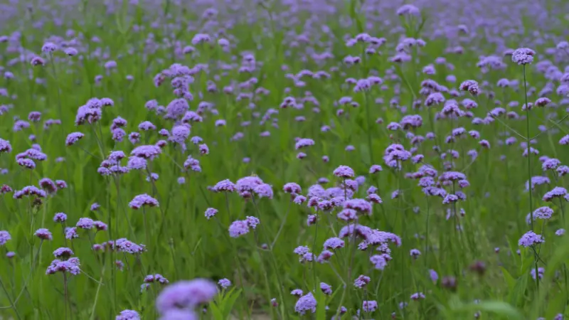 Wide field of purple verbena flowers growing densely among green grass