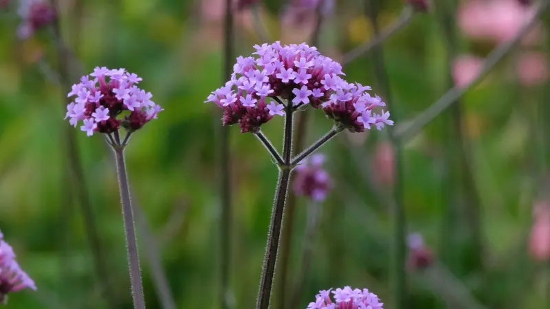 Two purple verbena flower clusters on tall stems with blurred garden background