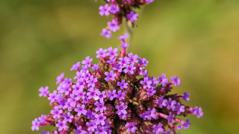 Close-up of a purple verbena flower cluster with a smooth green blurred background