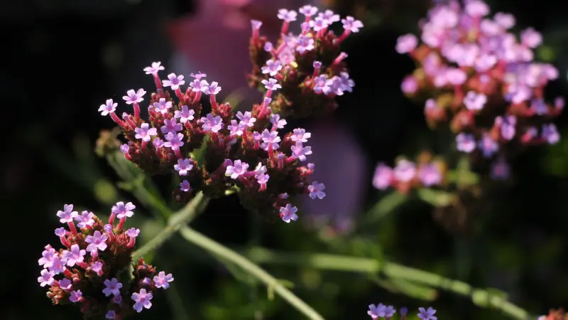 Purple verbena flower clusters illuminated by dappled sunlight against a dark backdrop
