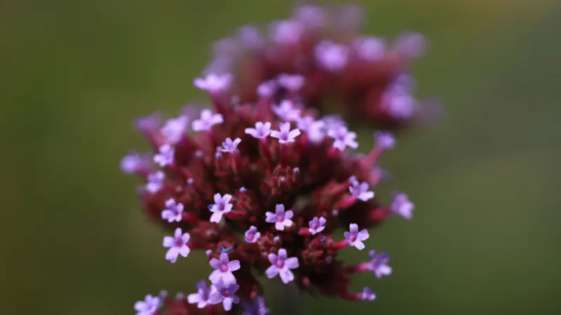 Close-up top view of a rounded purple verbena flower cluster with tiny blossoms