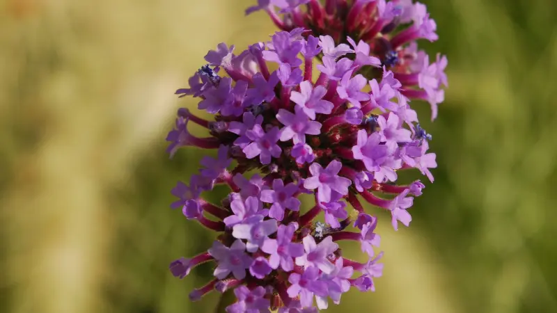 Purple verbena flower spike glowing in bright sunlight with green background