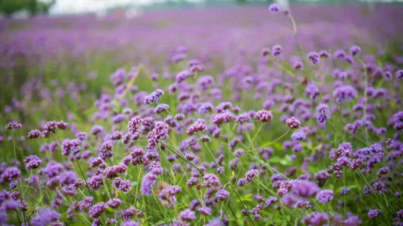 Wide-angle view of a purple verbena flower field in full bloom under an overcast sky