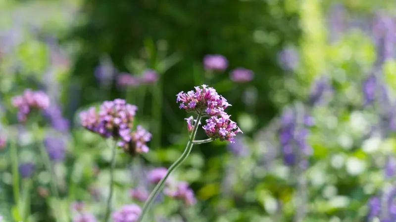 Single purple verbena flower cluster on a tall stem with garden blooms blurred behind